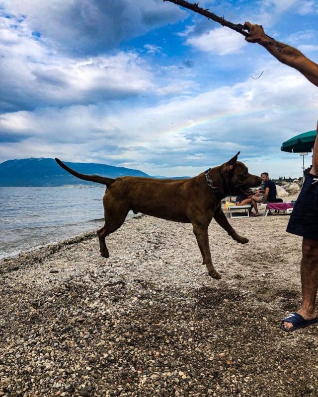 Fido Beach