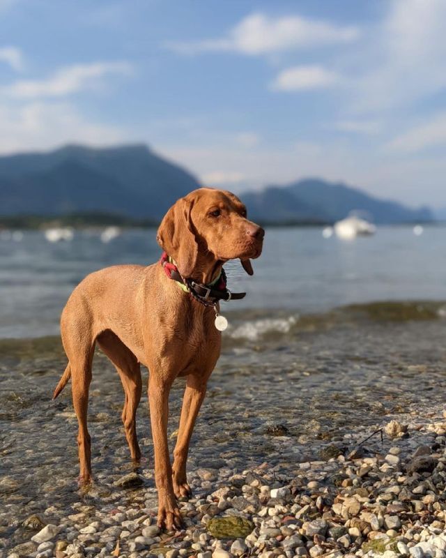 Fido Beach