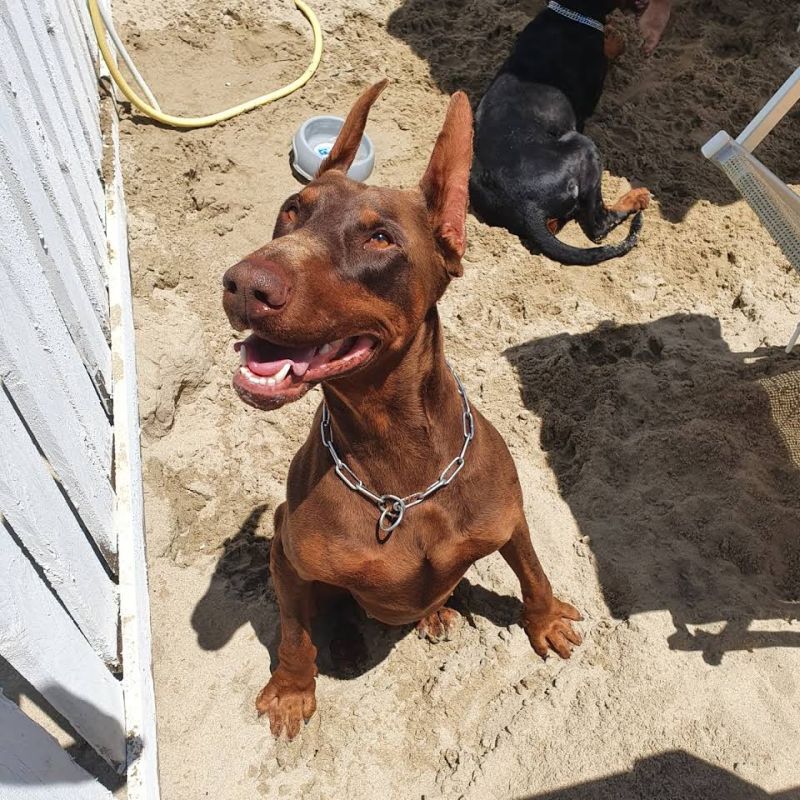Lido Dubai Spiaggia Per Cani