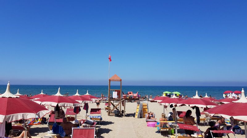 Lido Liriope