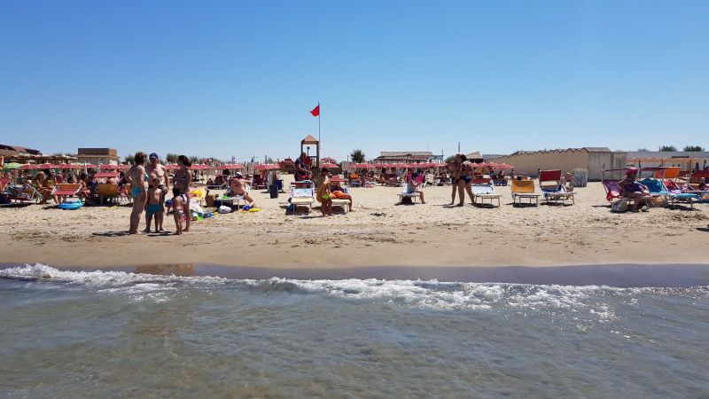 Lido Liriope