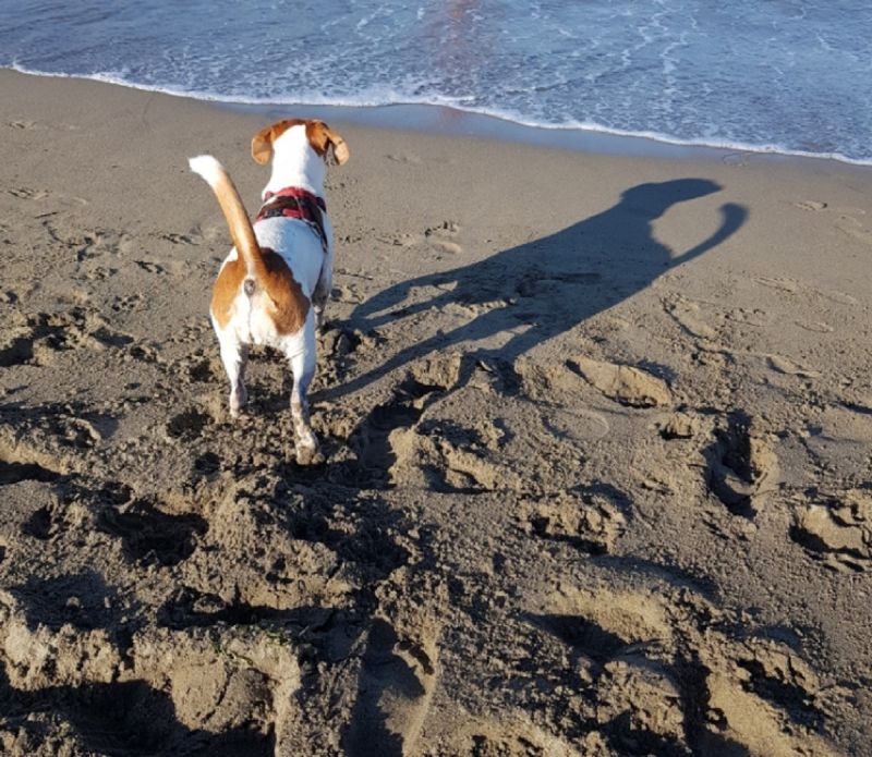 Dog Beach