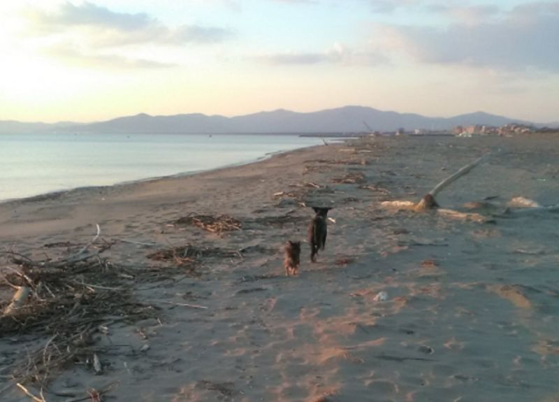 Dog Beach