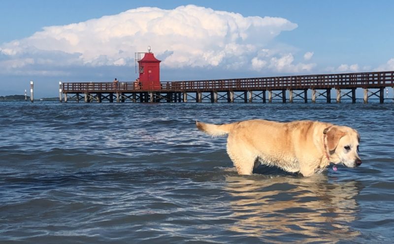 Dog Beach