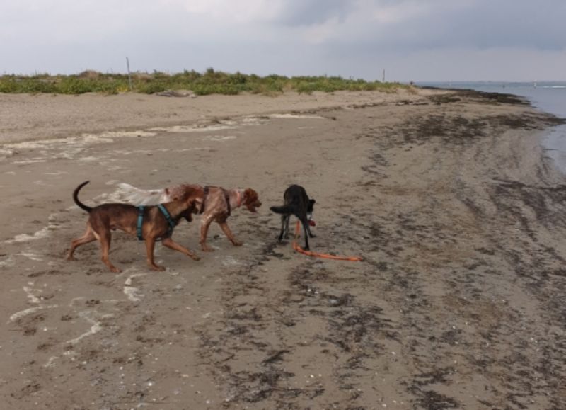 Dog Beach