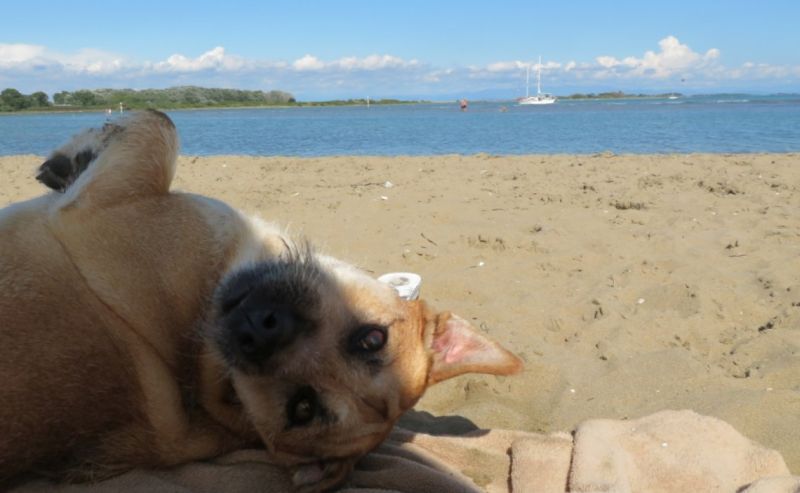 Dog Beach