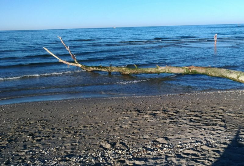 Spiaggia Libera Aperta Ai Cani
