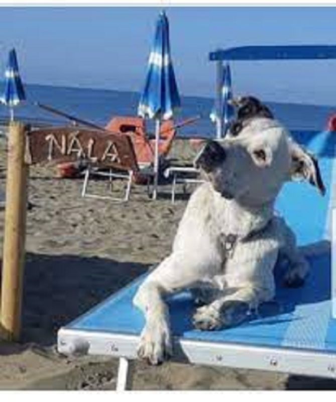 Free Beach