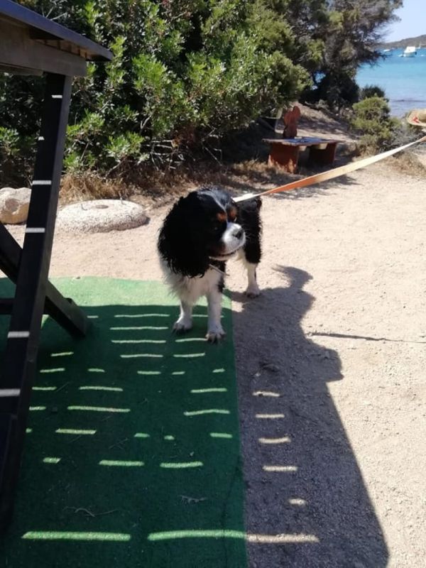 Arvepana Onlus Doggie Beach
