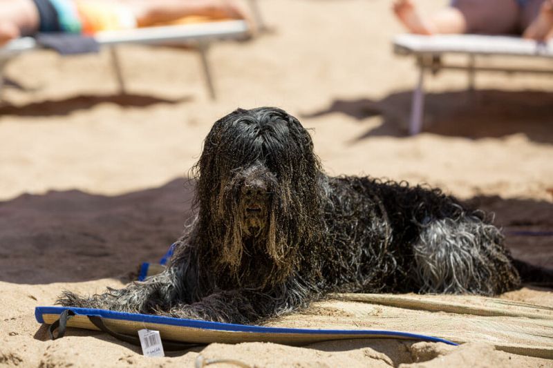 Dog Beach
