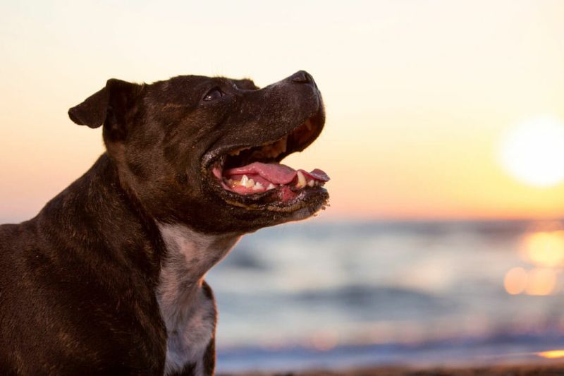 Dog Beach