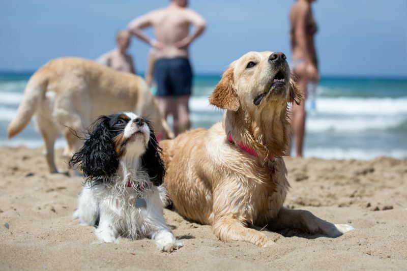 Dog Beach