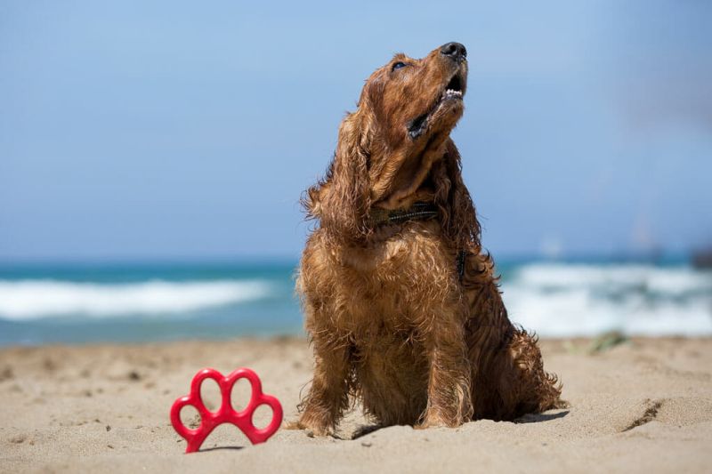 Dog Beach