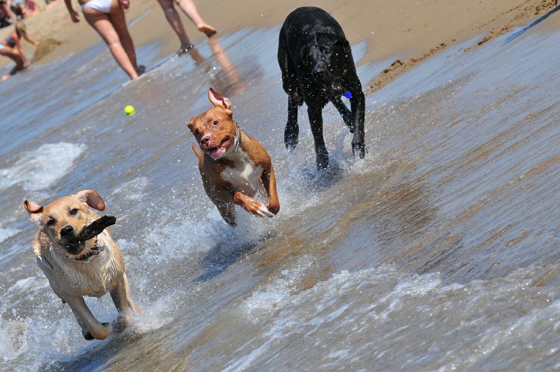 Dog Beach