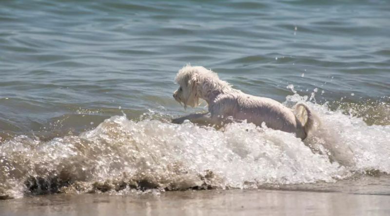 Bi Dog Beach