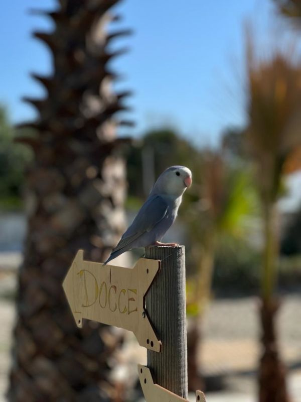 Pinguino Beach Club